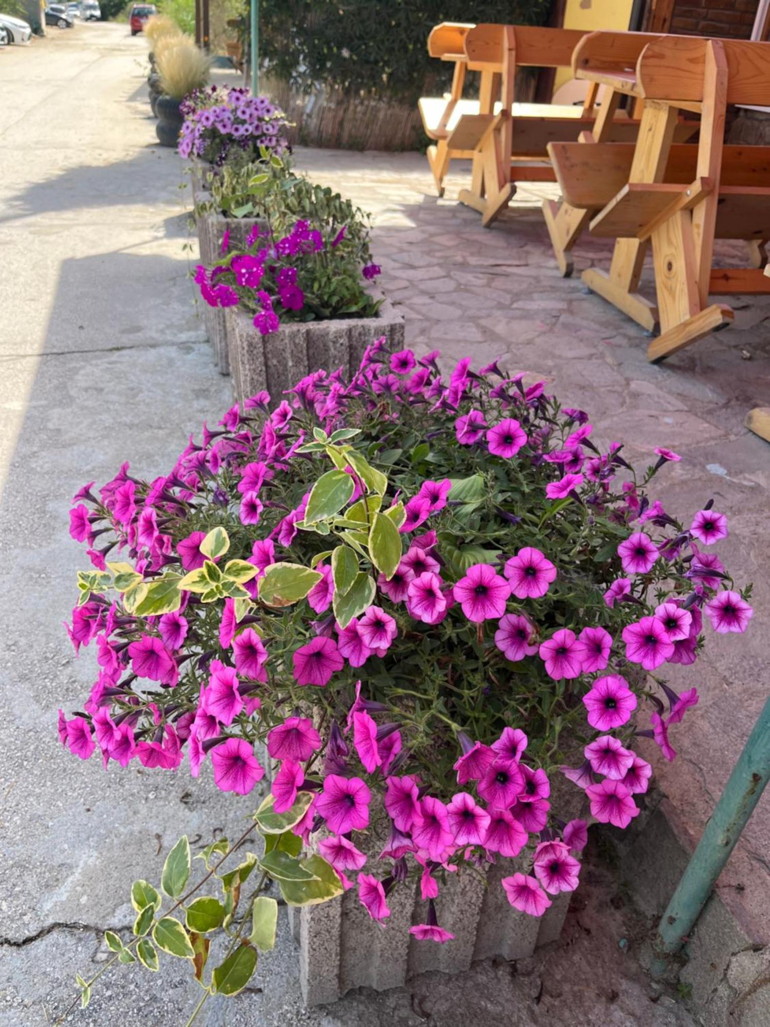 Family Hotel Globus Златни пясъци Екстериор снимка